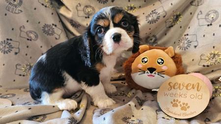 Cavalier King Charles Spaniel for sale by PURPLECHERUB