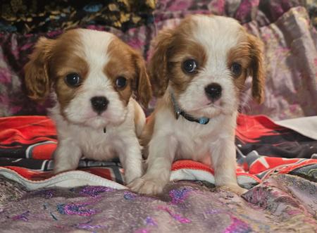 Cavalier King Charles Spaniel puppy for sale by PURPLECHERUB