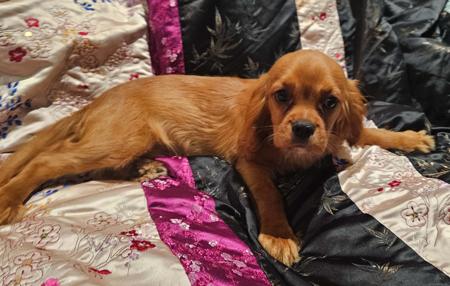 Cavalier King Charles Spaniel puppy for sale by PURPLECHERUB