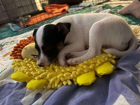 Tenterfield Terrier puppy for sale by MNBOURKE