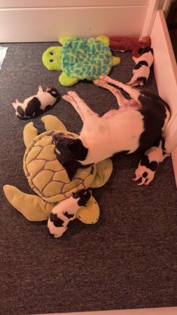 Tenterfield Terrier puppy for sale by DZAHHLI