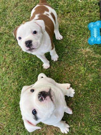 Staffordshire Bull Terrier for sale by IRONPOT