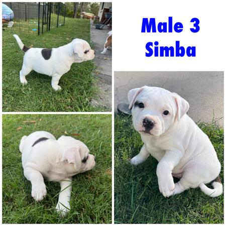 Staffordshire Bull Terrier for sale by IRONPOT
