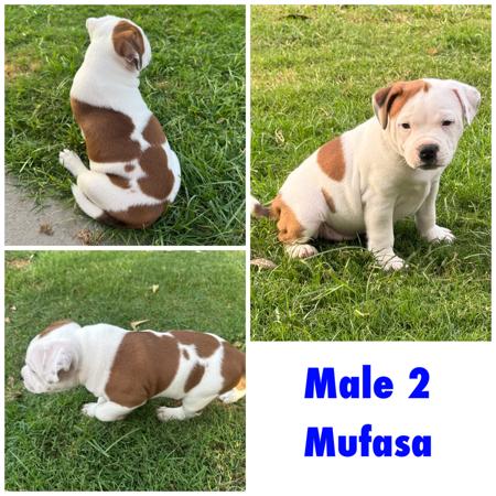 Staffordshire Bull Terrier for sale by IRONPOT