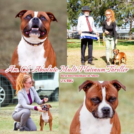 Staffordshire Bull Terrier for sale by IRONPOT