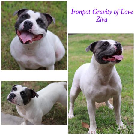 Staffordshire Bull Terrier for sale by IRONPOT