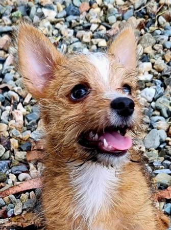 Portuguese Podengo (Small Wire Haired) for sale by ANTIGOS