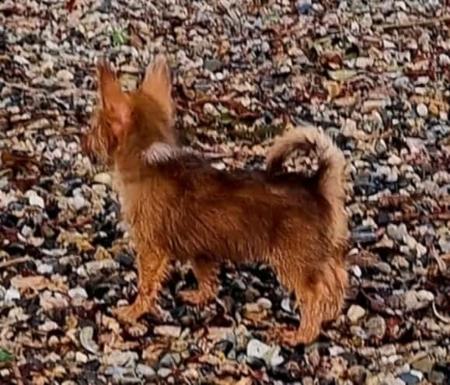 Portuguese Podengo (Small Wire Haired) for sale by ALARVES