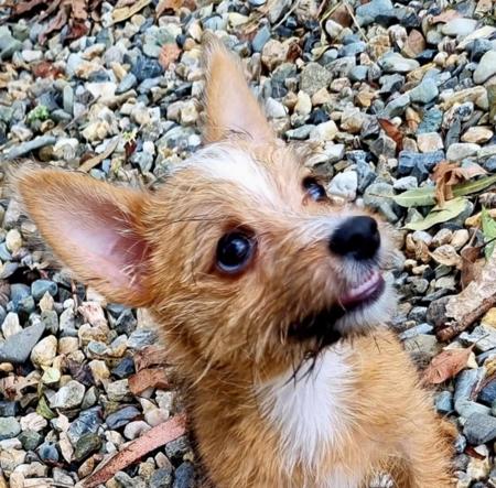 Portuguese Podengo (Small Wire Haired) for sale by ALARVES