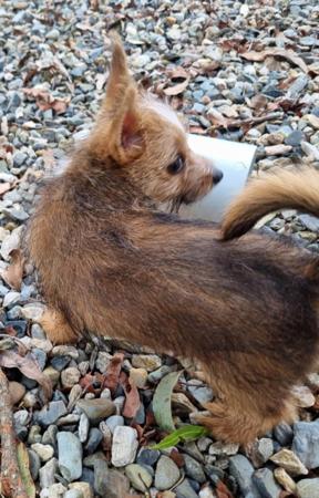 Portuguese Podengo (Small Wire Haired) for sale by ALARVES