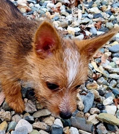 Portuguese Podengo (Small Wire Haired) for sale by ALARVES