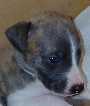 Whippet puppy for sale by ANTIGOS