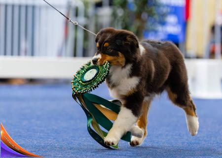 Australian Shepherd for sale by CORKOVIC