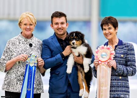 Australian Shepherd for sale by OSHARA