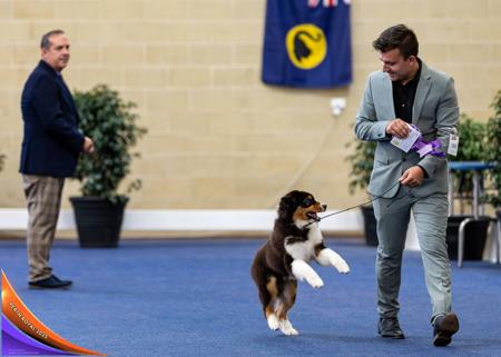 Australian Shepherd for sale by OSHARA