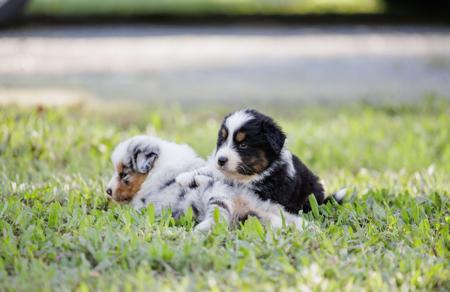 Australian Shepherd for sale by OSHARA