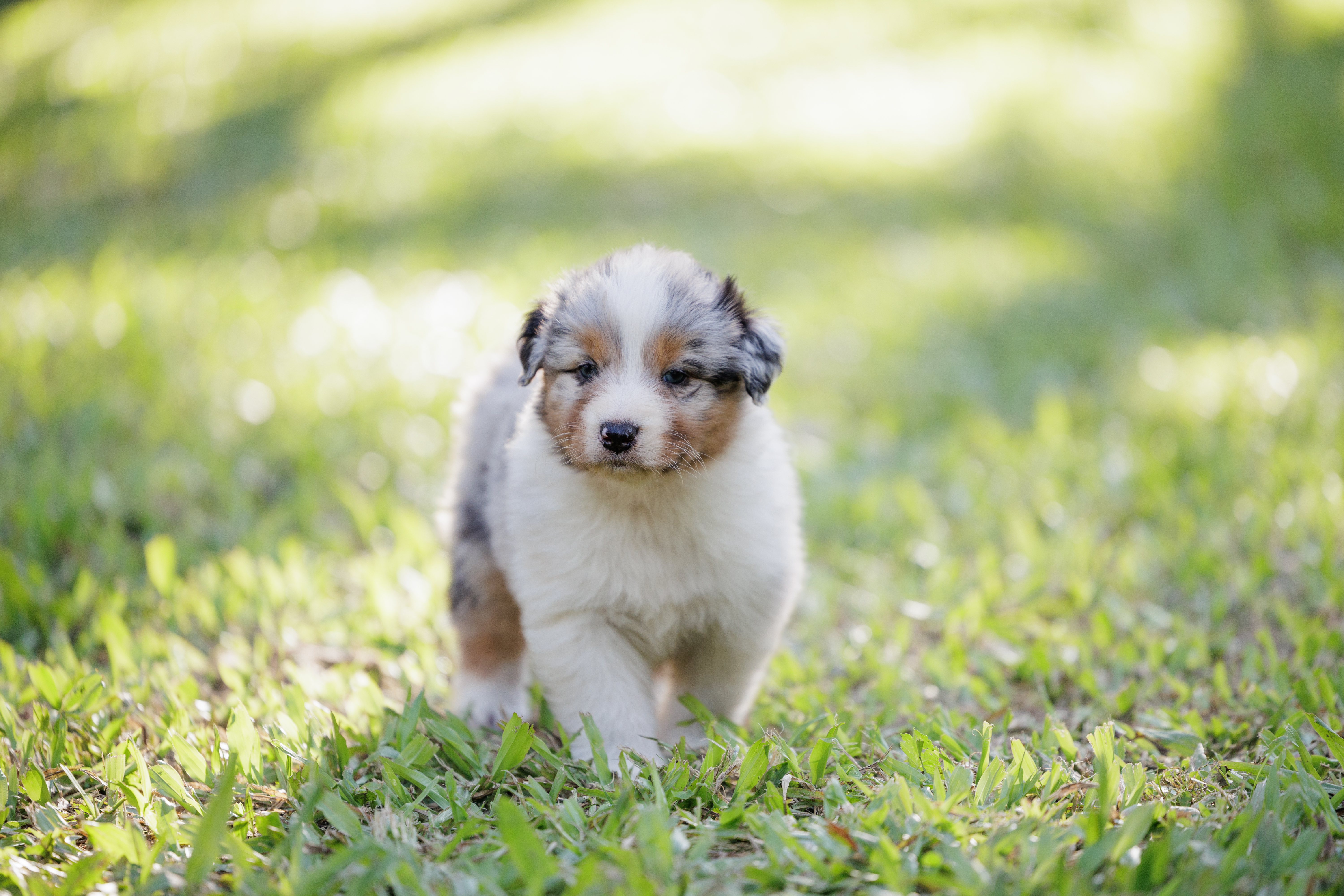 Australian Shepherd for sale by OSHARA