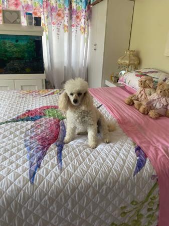 Poodle (Toy) for sale by FANCYTOYZ