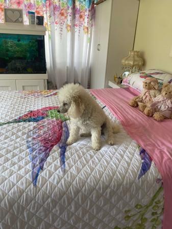 Poodle (Toy) for sale by FANCYTOYZ