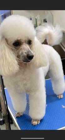 Poodle (Toy) for sale by FANCYTOYZ