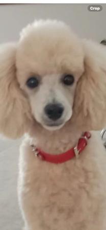 Poodle (Toy) for sale by FANCYTOYZ