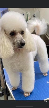 Poodle (Toy) for sale by FANCYTOYZ