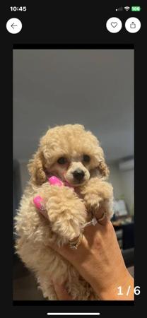 Poodle (Toy) puppy for sale by FANCYTOYZ