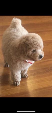 Poodle (Toy) puppy for sale by FANCYTOYZ