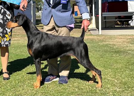 Dobermann puppy for sale by DYNCY