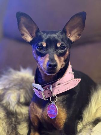 Miniature Pinscher for sale by NIKIJAY