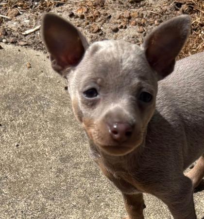 Miniature Pinscher for sale by NIKIJAY