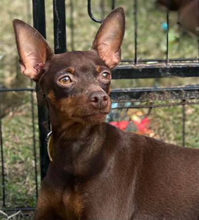 Miniature Pinscher for sale by NIKIJAY