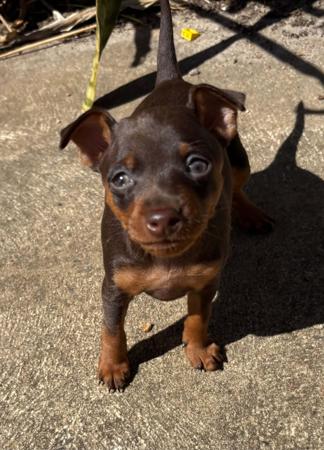 Miniature Pinscher for sale by NIKIJAY