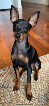 Miniature Pinscher for sale by NIKIJAY