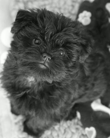 Affenpinscher for sale by FAVREAU