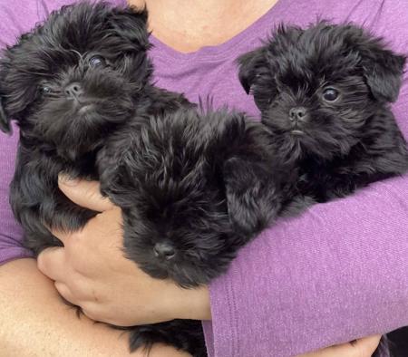 Affenpinscher for sale by FAVREAU
