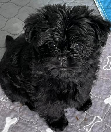 Affenpinscher for sale by FAVREAU