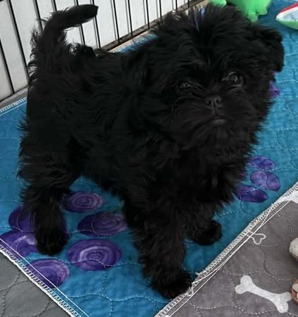 Affenpinscher for sale by FAVREAU