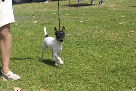 Tenterfield Terrier for sale by DEMALA