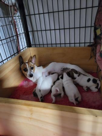 Tenterfield Terrier for sale by DEMALA