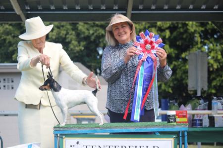Tenterfield Terrier for sale by DEMALA