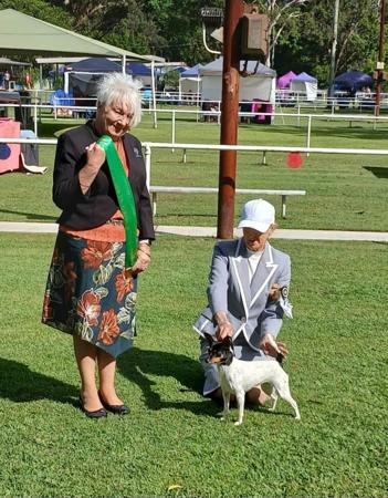 Tenterfield Terrier for sale by DEMALA