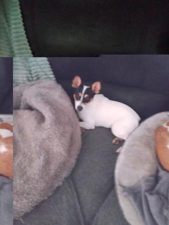 Tenterfield Terrier dog for sale by DEMALA