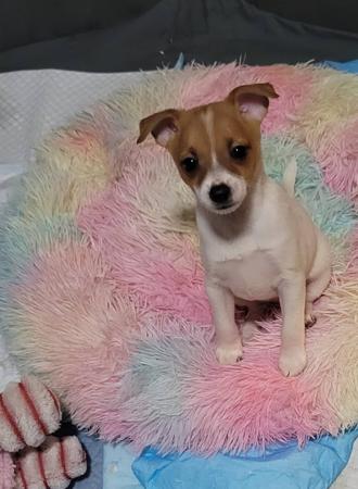 Tenterfield Terrier puppy for sale by DEMALA