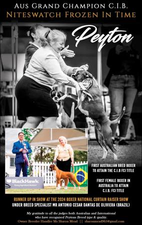 Boxer for sale by SHASZAM