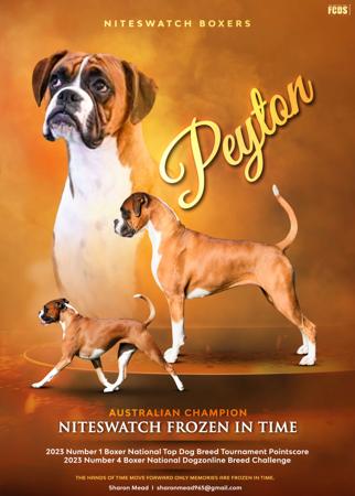 Boxer for sale by NITESWATCH