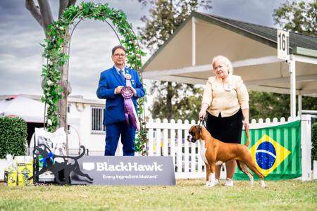 Boxer for sale by NITESWATCH