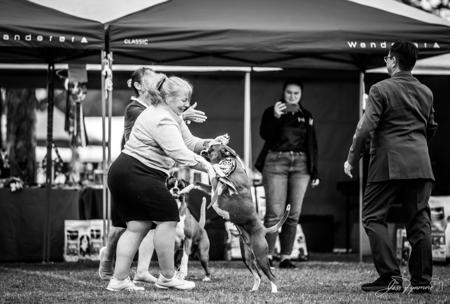 Boxer for sale by NITESWATCH