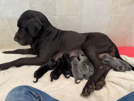 Great Dane puppy for sale by JOANNALIEMANTGMAIL
