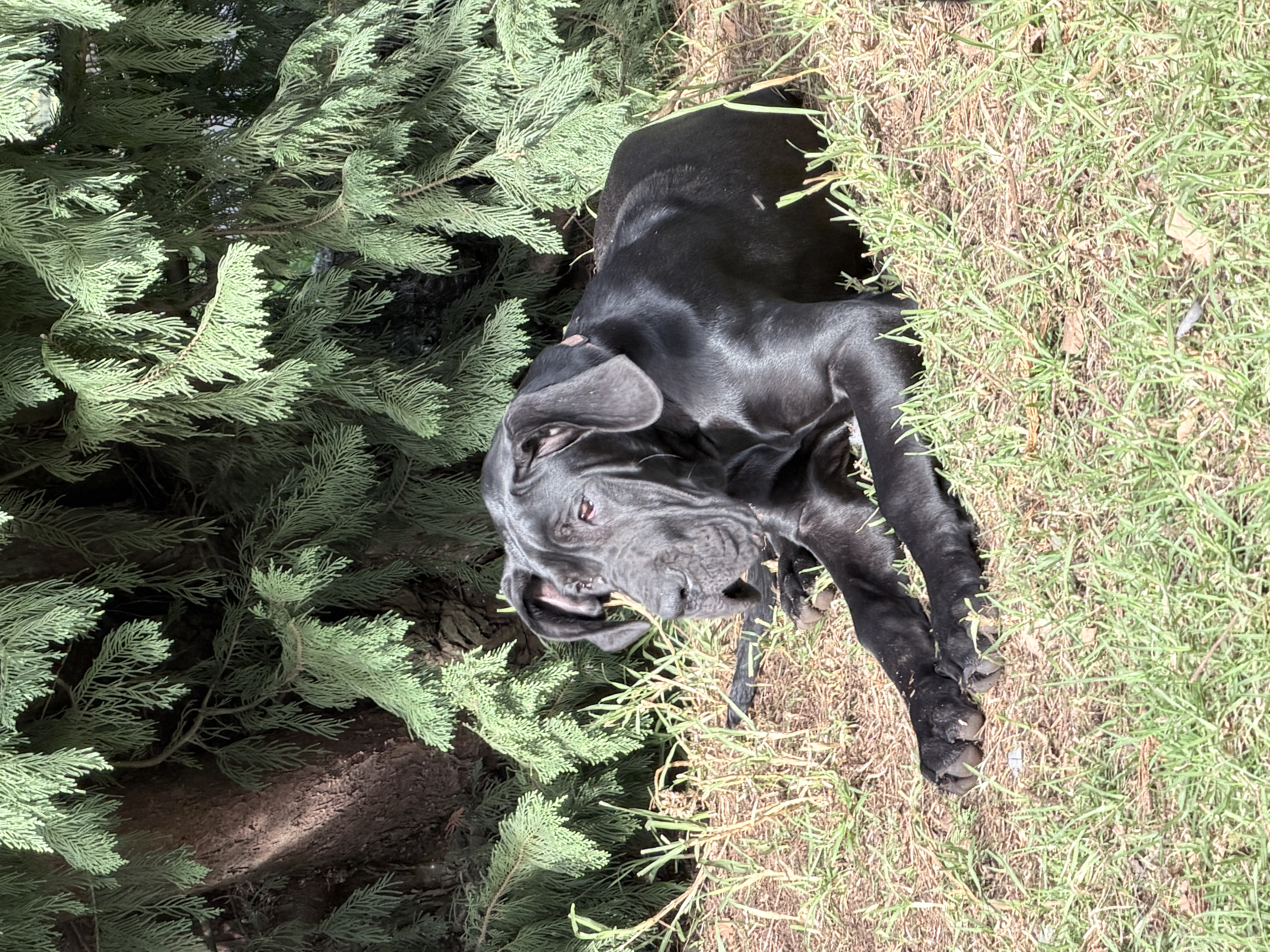 Great Dane puppy for sale by JOANNALIEMANTGMAIL